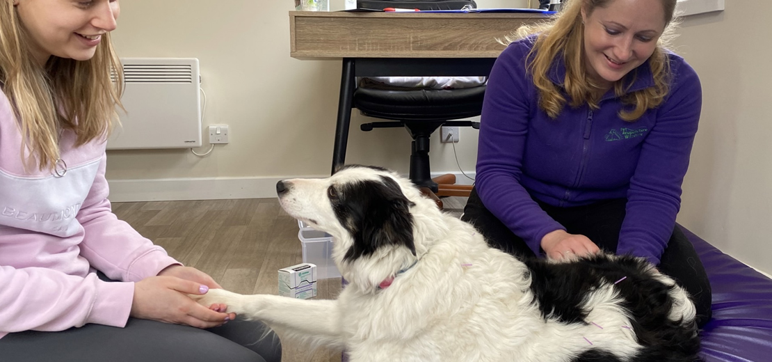 An initial examination will ensure your pet is fit for acupuncture